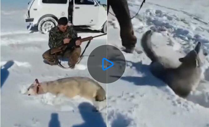 獵人殺狼后拍照慶祝 但狼沒有死突然跳起反撲【視頻】