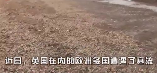 遭風(fēng)暴襲擊 海灘上數(shù)百萬只海星龍蝦尸骸遍地【視頻】