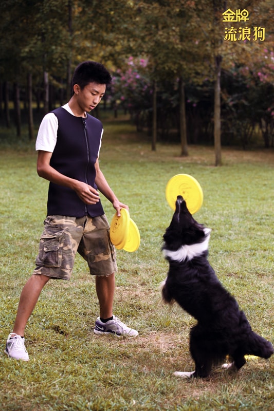 金牌流浪狗 劇照