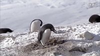 《冰凍星球》：誰說企鵝界只會(huì)賣萌的！