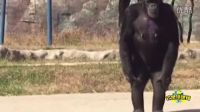 朝鮮動物園內大猩猩每天一包煙 自點自抽人模人樣[高清版]