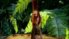 影院版中文預告片