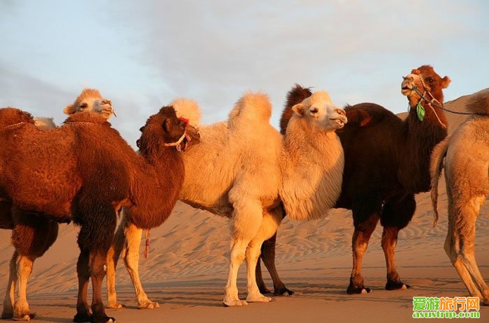 胡楊女人-巴丹吉林沙漠