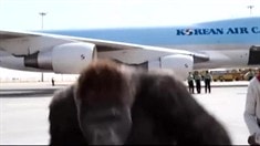 先行版預(yù)告片2