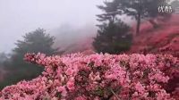 帶你去看杜鵑花----楊鈺瑩新歌----湖北麻城杜鵑花海_高清_mp4_640x480_極高質(zhì)量