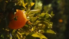 開場10分鐘片段