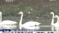 2015-12-14 陜西新聞聯(lián)播 大天鵝南遷掉隊(duì)“歇腳”安康