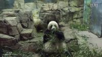外國大熊貓在動物園里安安靜靜的吃竹子