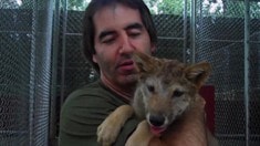 制作特輯之養(yǎng)狼秘籍