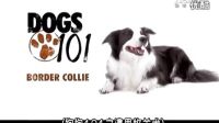 【邊牧 邊境牧羊犬 - Border Collie】_標清