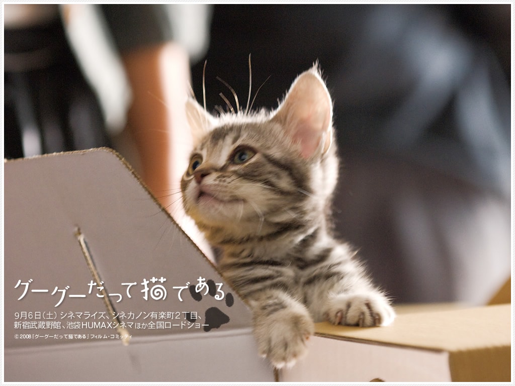 咕咕是一只貓 壁紙