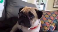 不得不看萌寵搞笑短片寵物搞笑好滑稽太有愛了