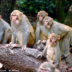 猴子?
