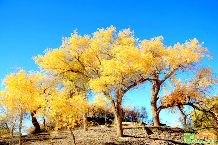 胡楊女人-胡楊林